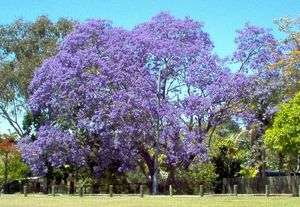 jacaranda, JACARANDA MIMOSIFOLIA blue flowering TREE, 10 seeds GroCo 