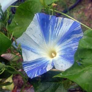  MORNING GLORY FLYING SAUCER IPOMOEA 200 seeds Patio, Lawn 