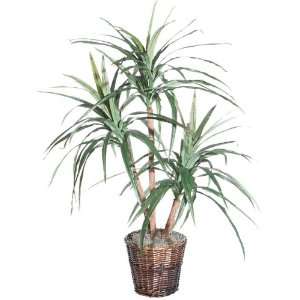   Potted Extra Full Marginata Palm Tree in Brown Pot