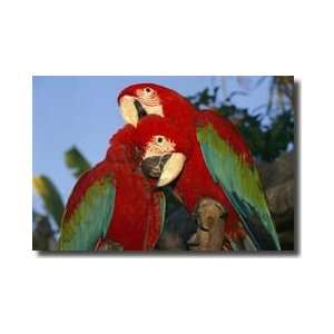  Red And Green Macaws Giclee Print