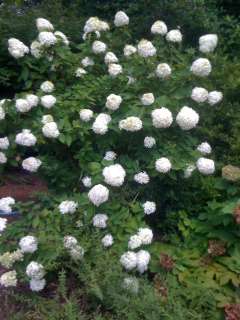 Limelight (Hydrangea paniculata Limelight)  