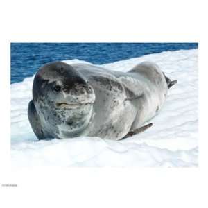  Leopard Seals In Antarctica 10.00 x 8.00 Poster Print 