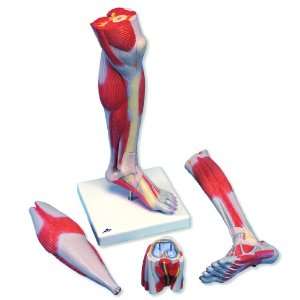 3B Scientific M22 3 Part Life Size Lower Muscle Leg with detachable 