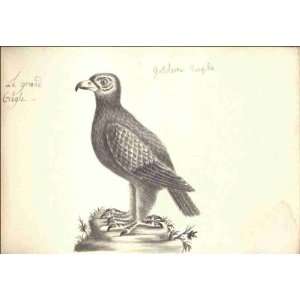Reprint Le grand aigle 1797 
