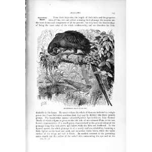    NATURAL HISTORY 1895 HYACINTHINE MACAW BIRDS PRINT