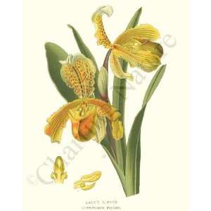  Botanical Tropical Orchid Print Ladys Slipper 