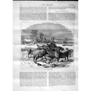   1870 SHEEP WINTER TIME SNOW FARM ANIMALS HOUSE TREES