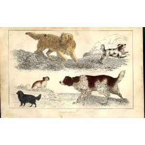    Setter Cocker King Charles H/C 1855 Old Prints Dogs