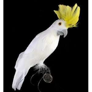   Cockatoo Bird with Vibrant Yellow Head Feathers Arts, Crafts & Sewing