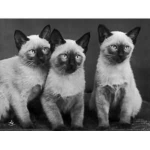  Group of Three Sweet Siamese Kittens Sitting Together 