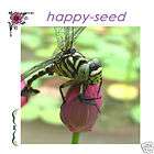 Lotus flower  Nelumbo nucifera 5 seeds *DIY Gardening Hobby