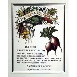  Radish Poster Print