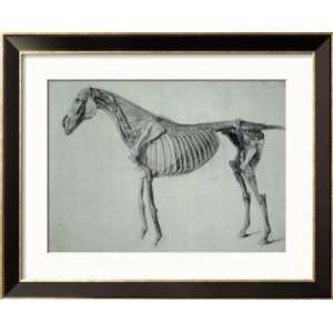  Finished Study for the Fifth Anatomical Table of a Horse 