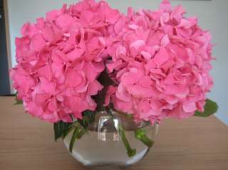 long lasting pink flower clusters will cover these plants in mid to 