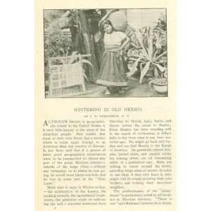  1904 Wintering in Old Mexico illustrated 