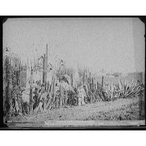 Cactus fence in Salamanca,Mexico 