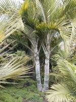 Umbrella Palm TURQUOISE Leaves Mountain Tree 1 Gallon  
