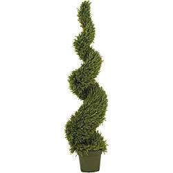 Indoor/ Outdoor Silk 5 foot Rosemary Spiral Tree  