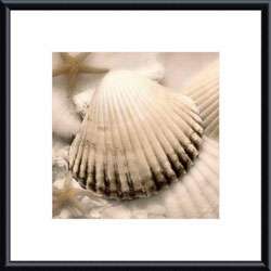 Donna Geissler Iridescent Seashell II Framed Print  
