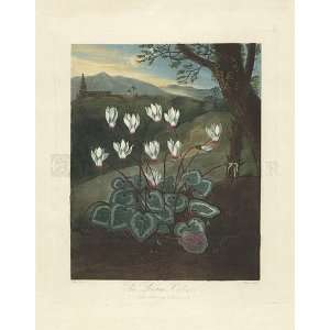  Thorntons Temple of Flora, Plate 4, The Persian Cyclamen 