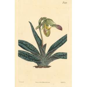   Antique Botanical Engraving of Comely Ladys Slipper