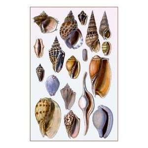   printed on 12 x 18 stock. Shells Trachelipoda #6