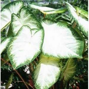  Caladium Aaron No. 2 400 pack Patio, Lawn & Garden