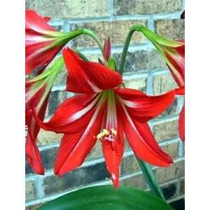   Amaryllis Hippeastrum johnsonii Inside/Out Patio, Lawn & Garden