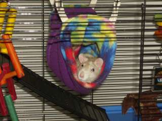Comfy Cozy Rattie Tube   pet rats, ratties Large size  
