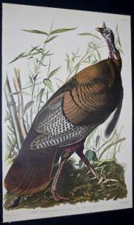 Audubon   Wild Turkey. 1   Birds of America Amsterdam Edition FOLIO 