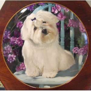  Lady in Waiting   Maltese Danbury Mint Plate Limited 