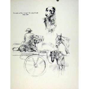  Dog Horse Carriage Owner Hound Animal Pet Sketch Old