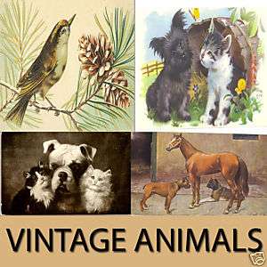 VINTAGE ANIMALS HISTORICAL IMAGES PHOTOS COLLECTION CD  