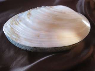 polished river clam sea shell jewelry box trinket box  