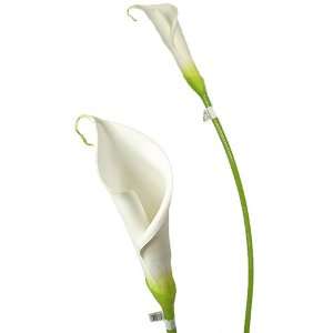   27 Elegant Calla Lily Wedding White Single Stem 027