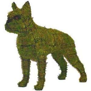  Boston Terrier Mossed Topiary Frame