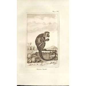   Negro Sajout Monkey 1812 Buffon Natural History Pl 405