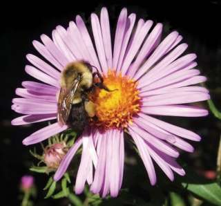   bumblebee lands on a purple aster flower, the better to polinate it