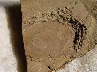 RCBranchiocaris ChengJiang Rare Shelled Arthropod Trilobite 