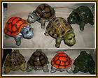 live turtles  