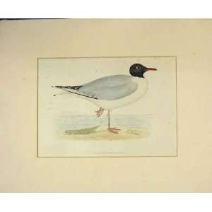    Hand Coloured Print 1860 Black Headed Gull Bird Sea