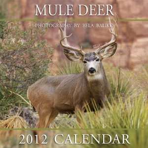  Mule Deer 2012 Wall Calendar