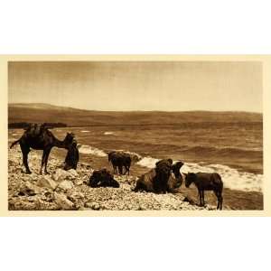  1925 Camels Donkeys Sea of Galilee Lake of Gennesaret 