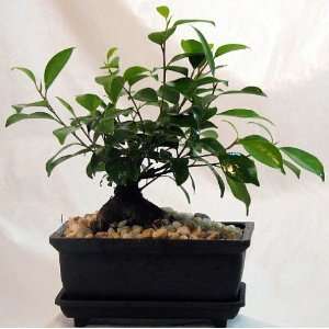  Imported Chinese Ginseng Ficus Bonsai Tree plus Humidity 
