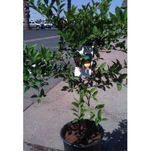    Mexican or Key Lime Standard Five Gallon Tree Patio, Lawn & Garden