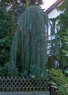 Cedrus atlantica Glauca Pendula, blaue Hängezeder 170cm  