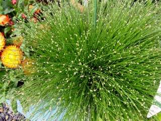 Fiber Optic Grass 4 Plant   Annual/Perennial   Isolepis  