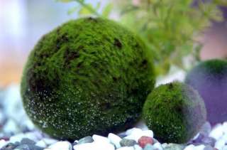 Nano Marimo Ball x 5 Live Aquarium Plant Fish Tank BP  