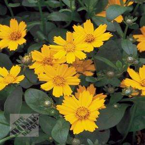 Coreopsis Nana SF0004  