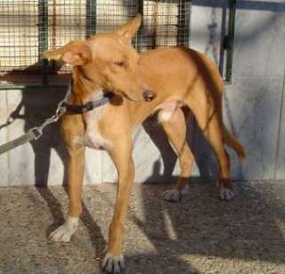   in Bayern   Steinberg am See  Hunde & Zubehör   Kleinanzeigen